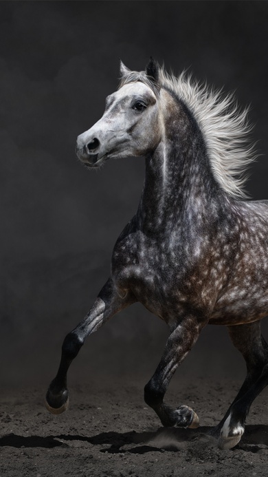 Black Horse With Dots