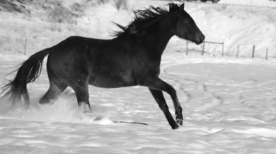 Black House Running in Winter