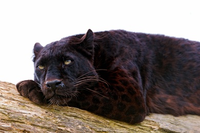 Black Panther Wild Animal Photo