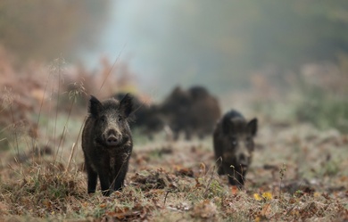 Black Pig Animal Pics