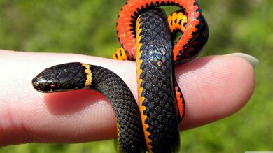 Black Small Snake In Finger