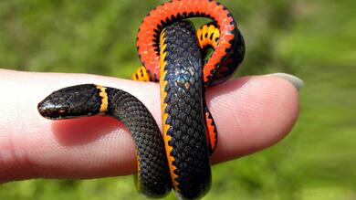 Black Snake on Finger