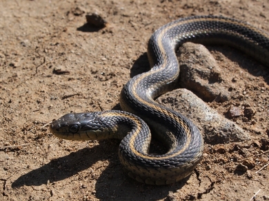 Black Snake On Ground Photo