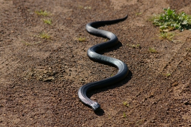 Black Snake Slithering On Ground