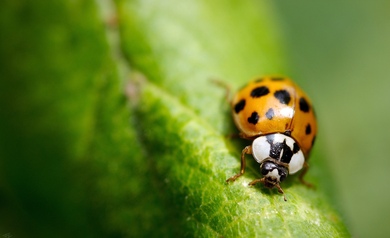 Black Spots Bug Macro Wallpaper