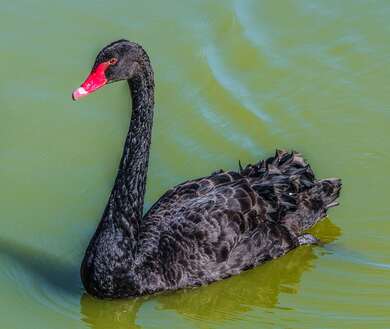 Black Swan In Lake Photo