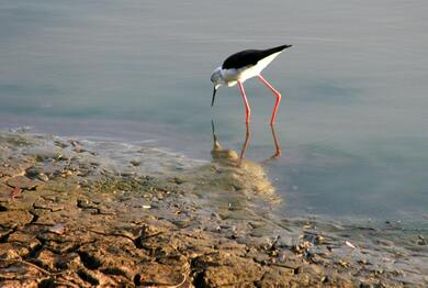 Black Winged Stilt Bird Photo