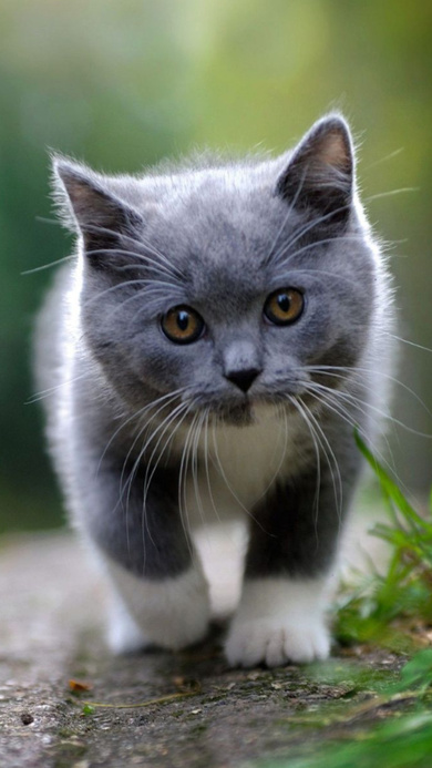 Blank And White Cat