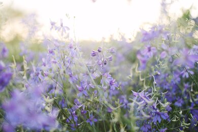 Blooming Field Summer Violet Flowers