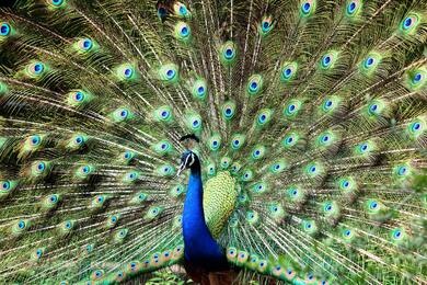 Blue And Green Peacock Ultra HD 5K Image