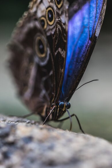 Blue And Purple Butterfly On Tree Mobile Macro Photography