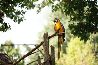 Blue And Yellow Parrot on Brown Wooden