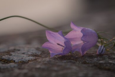 Blue Bell Flower Wallpaper