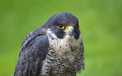 Blue Bird Eagle Closeup Photo