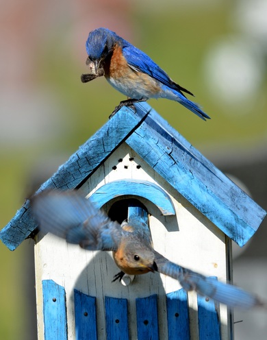 Blue Bird on Hanging Bird Feeder
