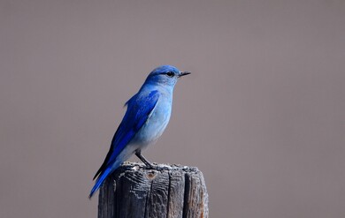 Blue Bird Sitting On A Tree Stump