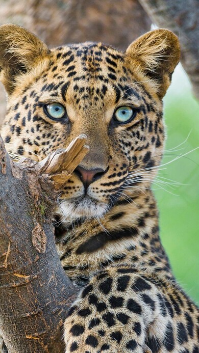 Blue Eyes Leopard Mobile Photo