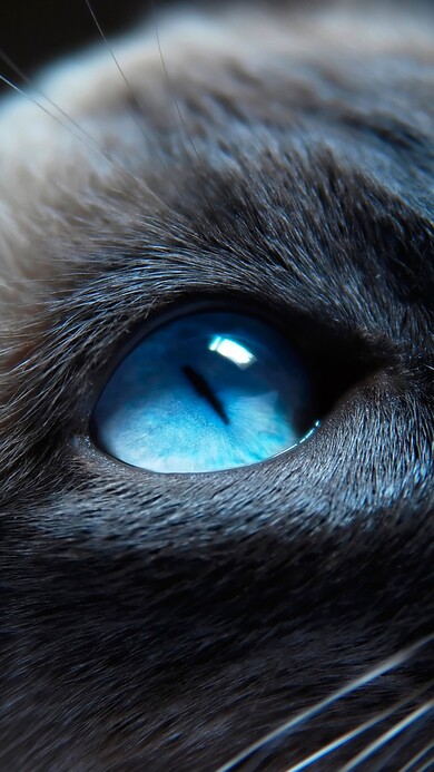 Blue Eyes of Kitten HD Mobile Photo