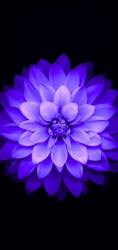 Blue Flower Mobile Image