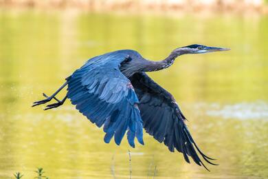 Blue Heron Bird Flying HD Wallpaper 5K