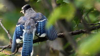 Blue Jay 4K Wallpaper