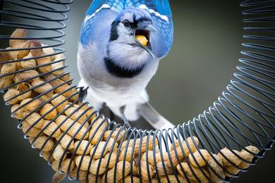 Blue Jay Bird Eating Food
