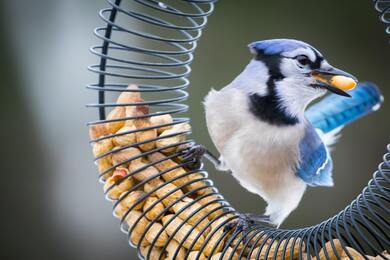 Blue Jay Bird Eating Nuts 5K Pic