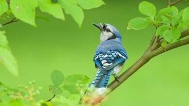 Blue Jay Bird Photo