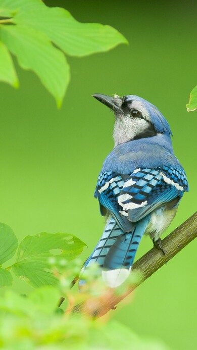 Blue Jay Bird