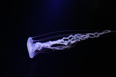 Blue Jellyfish Ultra HD Wallpaper
