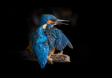 Blue Kingfisher Bird at Night Photography