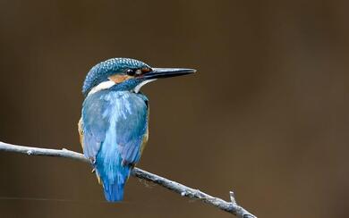 Blue Kingfisher Birds Portrait Photography