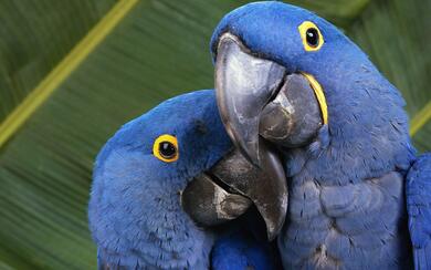 Blue Macaw Desktop Background Wallpaper