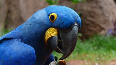 Blue Macaw Parrot Bird 4K