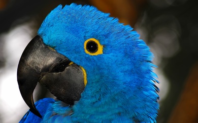 Blue Parrot Wallpaper