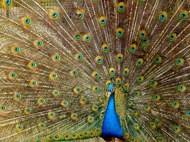 Blue Peacock Image
