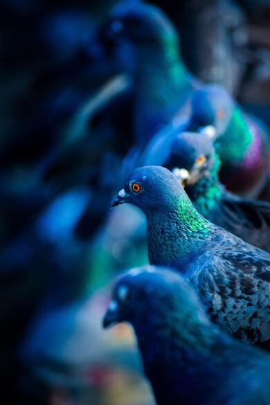 Blue Pigeon Birds in Row
