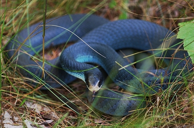 Blue Snake Hiding Behind Grass