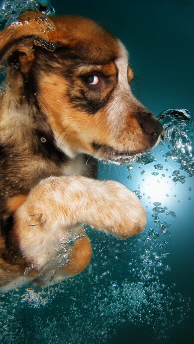 Border Collie Dog Underwater