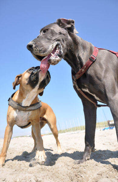 Boxer and Great Dane Dog Playing