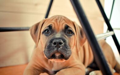 Boxer Puppy Dog Sitting