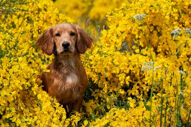 Boykin Spaniel Dog in Farm