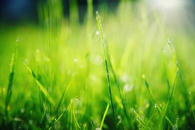 Bright Grass With Dew Growing on Meadow in Summertime