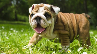 British Bulldog HD Wallpaper