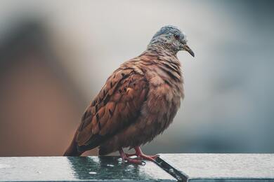 Brown And Gray Coated Bird Pigeon