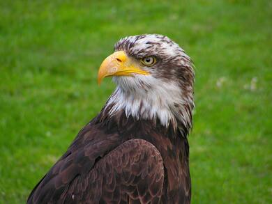 Brown And White Eagle HD Wallpaper