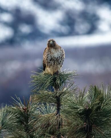 Brown And White Eagle Sitting on Tree