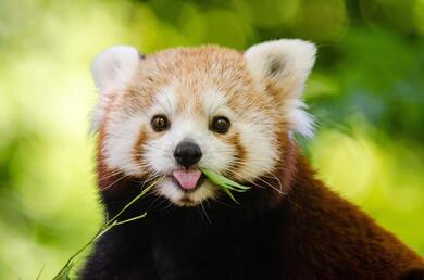 Brown and White Red Panda Photo