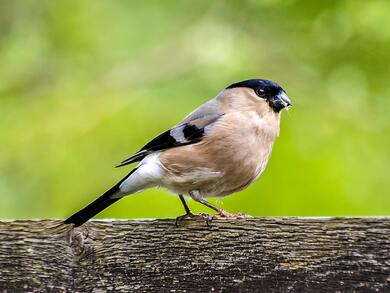 Brown Bullfinch Bird Standing on Wood