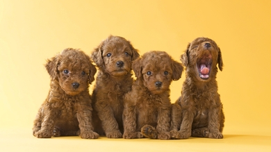 Brown Cute Poodle Puppies HD Wallpaper